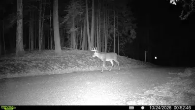 East Horsehead Lake Property 4772 Jimmy Ln Photo 2