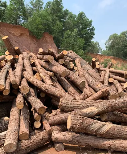 Vietnam Acacia Wood Sourcing and Working with this Sustainable Hardwood 7 Vietnam Acacia Wood Sourcing and Working with this Sustainable Hardwood