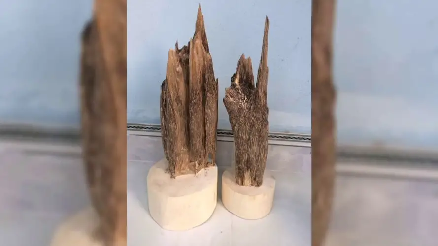 Agarwood Buds Everything You Need to Know 8 Agarwood Buds Everything You Need to Know
