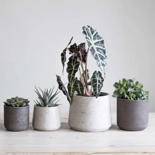 Cement Pots for Plants The Pros, Cons, and Alternatives