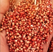 Sorgo