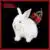 LUCERNA のサムネイル