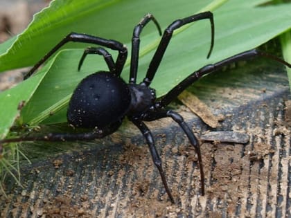 Ростовчанин едва не погиб после укуса каракурта