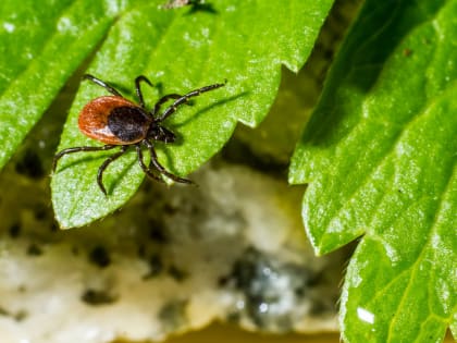 Профилактика клещевых инфекций