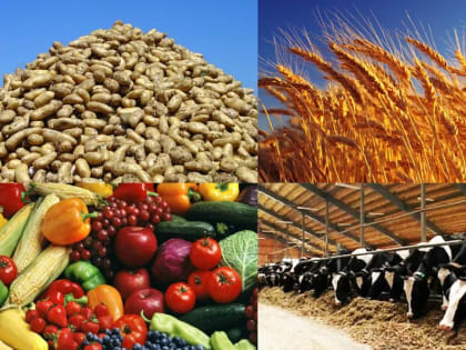 Еще один тепличный комплекс построили в Октябрьском районе Дона благодаря гарантии региона