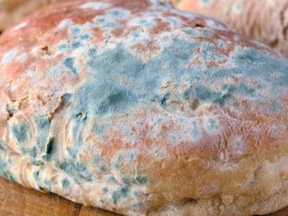 Почему нельзя есть хлеб с плесенью, даже отрезав испорченный кусок