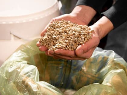 Экспортная квота на зерно из РФ в 2025 году составит 10,6 млн тонн