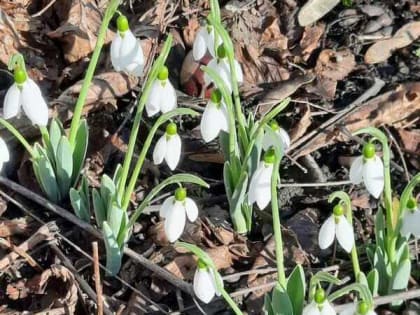 Весна в Шахтах начнется с похолодания и сильного ветра