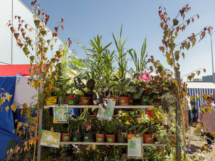 Фотозона из осенних цветов появится на выставке «Дачный сезон» в Ростове