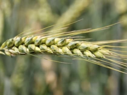 Сбербанк выделил 11,4 млрд рублей на полевые работы в Ростовской области