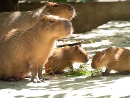 В Ростовском зоопарке у пары водосвинок родились малыши
