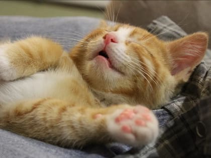 Почему так важно высыпаться: объясняют специалисты