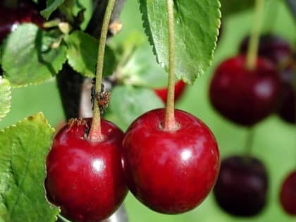 В Ростовской области создадут черешневый сад за 100 млн рублей