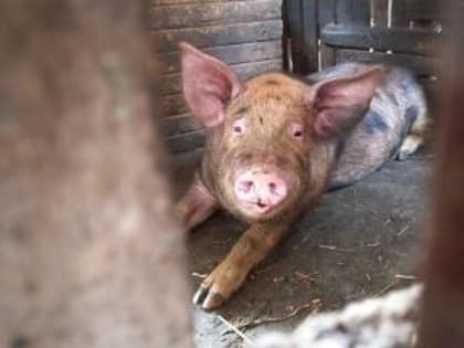 В двух районах Ростовской области ввели карантин из-за африканской чумы свиней