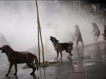 В Батайске вынесли приговор охраннику, который застрелил напарника, спасая его от бродячих собак