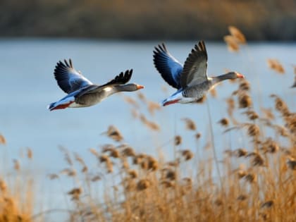 «Летят утки…» стаями мимо таганрогских столов