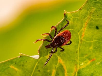 Выросла трава — бережемся от клеща