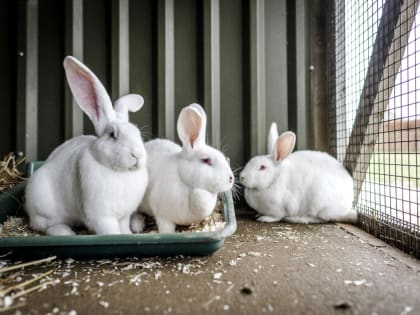 «Мокрая мордочка» у кроликов