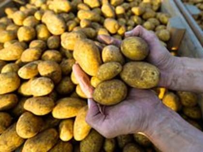 Врач-диетолог назвала самый полезный способ приготовления картофеля