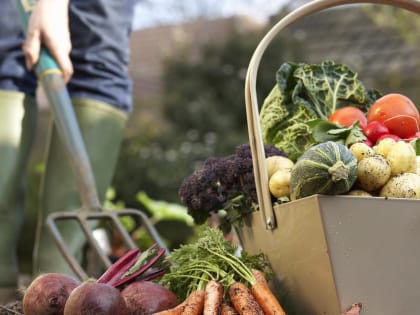 Ценовой авитаминоз