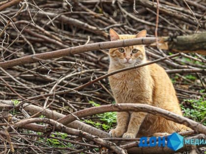 Дожди и до +19 °С: начавшаяся неделя в Ростове будет пасмурной