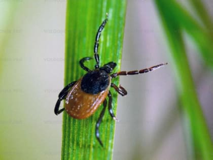 В Волгодонске проснулись клещи и активно начали выходить на охоту