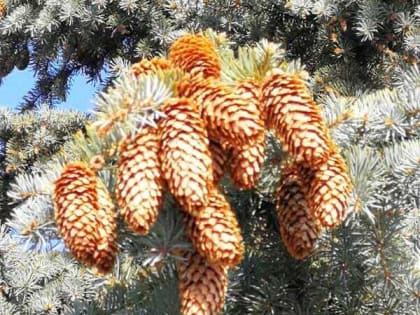 Шахтинцев ждет ветреная и морозная середина недели