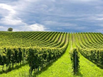 "Цимлянские вина" до конца года произведут более 2 млн тонн бутылок вина