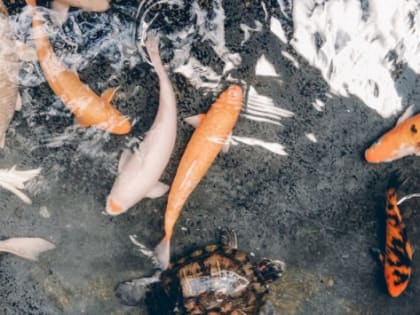 В Ростовской области 800 млн рублей вложат в производство кормов для рыб