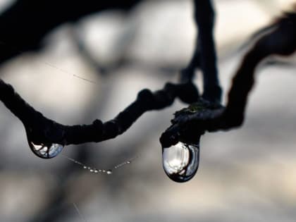 На этой неделе в Ростове потеплеет до +7 градусов тепла