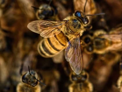 В БОКОВСКОМ РАЙОНЕ ПЧЕЛОВОДОВ ПРЕДУПРЕДИЛИ О ПРИМЕНЕНИИ ИНСЕКТИЦИДОВ