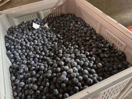 Успехи аграрного проекта в Ростовской области