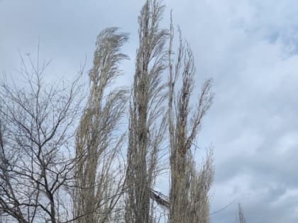 Рухнувшие деревья и упавший светильник