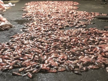 В Азовском районе пограничники задержали браконьеров с 8 тысячами особей пиленгаса и карася