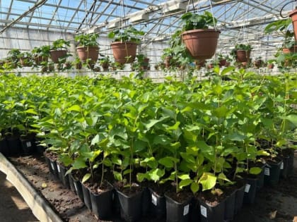 Кластер для агротуристов-садоводов создадут на Дону этим летом