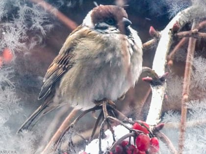 Ветреные и пасмурные выходные ожидают шахтинцев