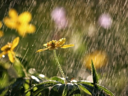 В Волгодонске первые рабочие дни будут пасмурными, возможен дождь