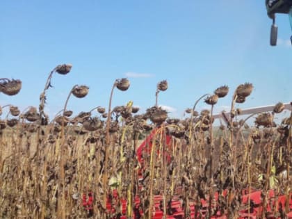 Последние штрихи: аграрии Константиновского района завершают сельскохозяйственный год