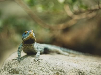 14 августа – Всемирный день ящерицы