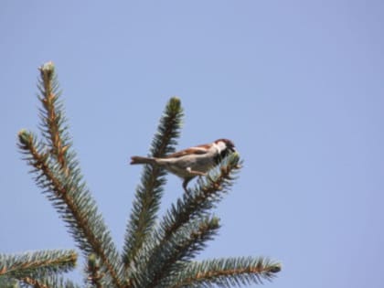 Фото природы