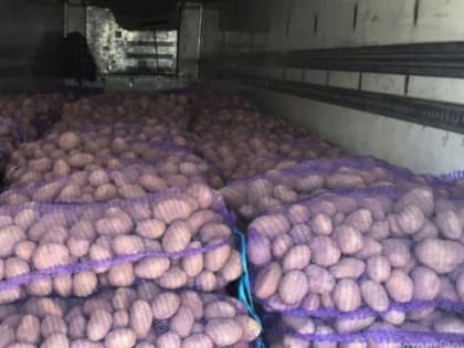 Карантин из-за картофельной моли: подорожает ли “второй хлеб”?