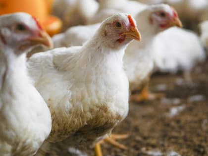 Птичий грипп: необходимо соблюдать ветеринарные правила