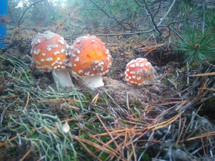 Ростовчан предупреждают об опасностях в сезон «тихой охоты»