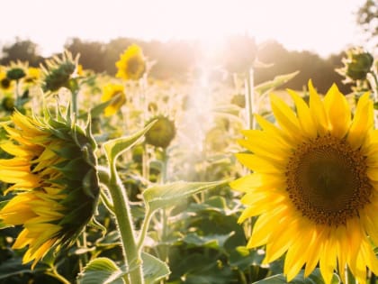 Снижение урожая подсолнечника в Ростовской области