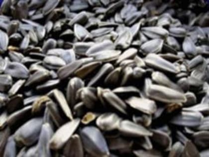 В Ростовской области зафиксировано поражение посевов подсолнечника сухой гнилью