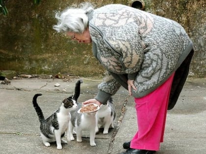 В Краснодарском крае с бездомными животными будут бороться решительнее, чем в Ростовской области