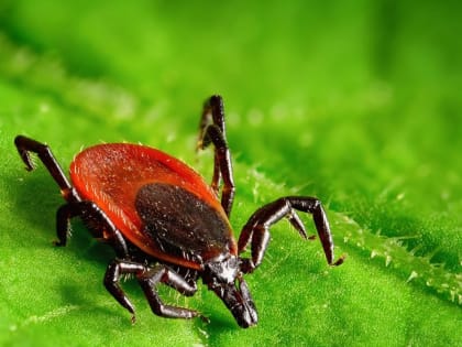 ЖИТЕЛЕЙ РОСТОВСКОЙ ОБЛАСТИ В ПОЛТОРА РАЗА ЧАЩЕ СТАЛИ КУСАТЬ КЛЕЩИ