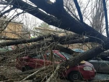 В Ростове огромное упавшее дерево раздавило четыре автомобиля