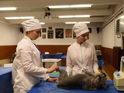 Студент ДГТУ разрабатывает генетическую тест-систему для ранней диагностики алопеции у собак