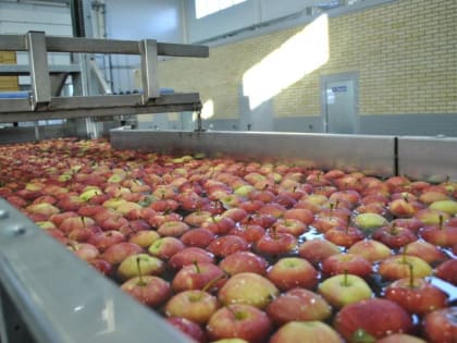 Садоводы Дона вырастили на треть больше урожай плодов и ягод в сезоне 2022 года